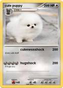 cute puppy