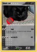 black cat