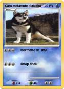Gino malamute