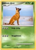malinois @ssi