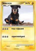 beauceron