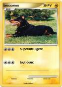 beauceron
