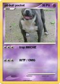 pit-bull pocket