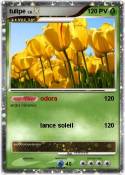 tulipe