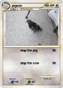 pigeon