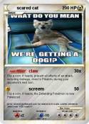 scared cat