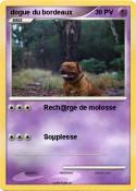 dogue du bordea