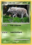 border collie