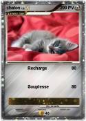 chaton