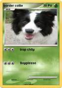 border collie