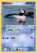 Bufflehead
