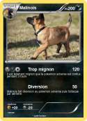 Malinois