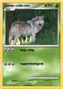 border collie