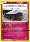 Rottweilers