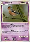 Chaffinch