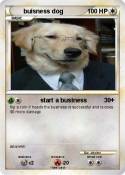 buisness dog