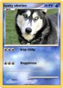 husky siberien