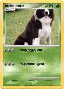 border collie