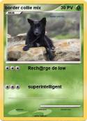 border collie