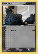 Black Bird