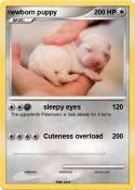 newborn puppy