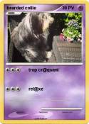 bearded collie