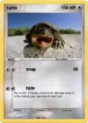 turtle
