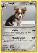 corgi