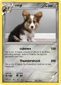 corgi