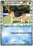 German shepherd
