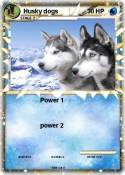 Husky dogs