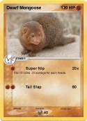 Dwarf Mongoose