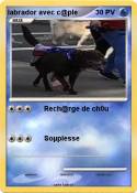 labrador avec