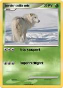 border collie