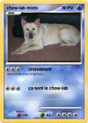 chow-lab mixte