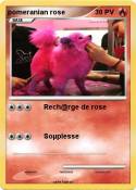 pomeranian rose