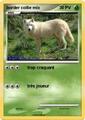 border collie