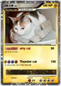 mr.cat