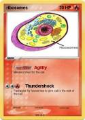 ribosomes