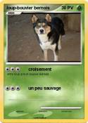loup-bouvier