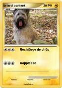 briard content