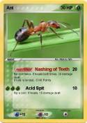 Ant