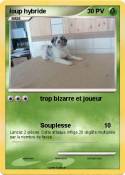 loup hybride