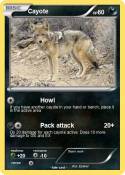 Cayote