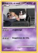 pit-bull XXL et