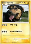 beauceron mix