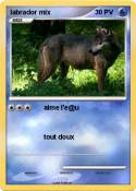 labrador mix