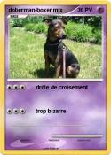 doberman-boxer