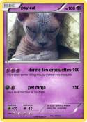 psy cat
