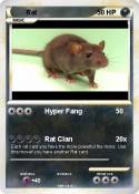 Rat